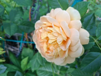 A close-up shot captures a light peach-colored rose in full bloom, its numerous petals tightly layered towards the center. The rose is surrounded by lush green foliage, some of which is slightly out of focus, creating a depth-of-field effect. In the background, a blurred green trellis can be observed, along with what appear to be dark berries on a vine. The image is an outdoor photograph, likely taken in a garden setting in Lesnaya Byl', Russia.
