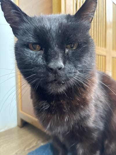 The scene depicts a domestic cat indoors, located in the city of Novoe Nadyrovo, Russia. The subject is an adult black cat captured in a close-up portrait, looking directly at the viewer. Its fur is predominantly black, with visible dark brown undertones and scattered white or grey hairs, particularly around the muzzle and lower jaw. The cat's amber-colored eyes are partially narrowed, and a slight discharge or crusting is visible at the inner corners. Long, white whiskers extend from its muzzle. The ears are erect and pointed, with the left ear showing a minor irregularity at its tip. The background is softly blurred, revealing a light-colored vertical surface on the left transitioning into a dark brown element, and a light wooden screen or slatted panel on the right. The cat is positioned on a textured blue surface, likely a blanket or cushion, visible at the bottom of the frame.