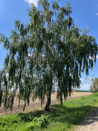 The image depicts a large weeping birch tree in the foreground, its long branches laden with green leaves, reaching towards a bright blue sky with scattered white clouds. The tree trunk is textured and appears to be leaning slightly. Behind the tree, a field of dry, tilled earth stretches into the distance. To the right, a patch of lush green grass borders a dirt path. In the background, a red brick building with a green roof is visible, suggesting a rural or semi-rural setting. Another white-barked tree is partially visible to the right of the main birch tree. The overall scene is a tranquil outdoor landscape bathed in daylight. The image is a photograph taken in Gorskii, Russia.