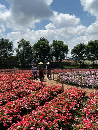 The image depicts a vibrant flower garden in Cam Ly, Da Lat, Vietnam. The foreground is dominated by a dense carpet of blooming impatiens, with a profusion of red and pink flowers creating a striking visual. A brick pathway meanders through the garden, lined with short wooden posts. In the mid-ground, three individuals are visible walking along the path. One man, wearing a striped t-shirt and blue jeans, stands near the pathway. Two other individuals, one wearing a conical hat and a vest, and another wearing a conical hat and a dark jacket, are walking away from the camera. The background features rows of purple and pink impatiens, followed by a line of lush green trees. Beyond the trees, buildings and a fence are visible, indicating the presence of a developed area. The sky above is a mix of blue and white clouds, suggesting a partly cloudy day. The overall scene conveys a sense of natural beauty and recreational activity in a well-maintained garden setting.