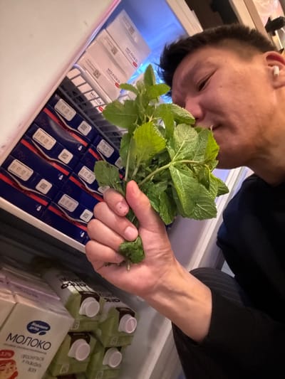 A person is holding a bunch of mint leaves in their right hand, bringing them close to their face to smell. The person is in a refrigerator, surrounded by cartons of milk. The mint leaves are vibrant green and appear fresh. The refrigerator shelves are visible and are holding several rows of blue and white cartons, some with red accents. The person is wearing a black shirt.