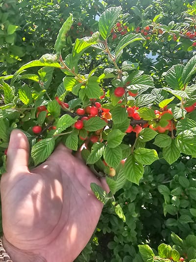 A close-up shot shows a hand gently cupping bright red cherries growing on a leafy bush. The cherries are small and round, with a vibrant crimson hue. Some of the cherries are clustered together, while others hang individually from thin stems. The leaves of the bush are a deep green, providing a lush backdrop for the fruit. The hand, with its visible palm lines and a hint of a bracelet on the wrist, is positioned in the lower left quadrant of the image, partially obscuring some of the foliage and fruit. Sunlight casts dappled shadows across the hand, suggesting it is a sunny day. The overall impression is one of nature's bounty and a close connection between human and the natural world, potentially in Georgievka, Russia, where such fruit-bearing bushes are common.