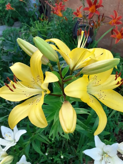 A close-up, eye-level shot showcases a cluster of bright yellow lilies in full bloom, interspersed with unopened green buds, set against a backdrop of lush green foliage. Several of the open lilies display delicate dark speckles on their petals, and their prominent stamen tipped with dark anthers are clearly visible. In the foreground and to the sides, partially visible are white lilies, some in bloom and others as buds, adding a contrasting element to the scene. The background features hints of other orange lilies and dense greenery, suggesting a garden setting. The image appears to be taken outdoors during daylight hours.