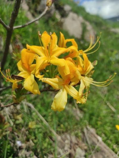 In Kumlistsikhe, Georgia, a close-up shot focuses on a cluster of vibrant yellow flowers, possibly azaleas, blooming on a branch. The flowers are intricate, with delicate petals and prominent stamens. Several insects are present on the blossoms: a small brown insect, resembling a stink bug, is perched on the stamen of one flower, while two black ants are visible on adjacent petals. The background is a soft blur of green grass and foliage, suggesting a natural, outdoor environment, with a hint of a rocky slope and a cloudy sky in the distance. The lighting suggests a bright, possibly sunny day.