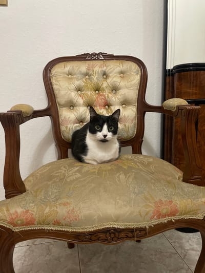 A black and white tuxedo cat sits in an antique chair with tan, floral patterned upholstery. The chair has a wooden frame with curved armrests. The cat faces forward with a curious expression, its green eyes wide. The background is a white wall on the left and a tiled floor on the right. A dark wooden cabinet with reflective surface appears at the top of the frame. The image is slightly tilted, giving the chair a diagonal orientation.