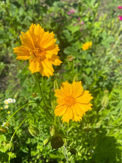 A close-up, eye-level shot captures two vibrant yellow flowers in sharp focus against a blurred green background. The flowers, likely Coreopsis, exhibit a sunny yellow hue with ruffled petals radiating from a textured, darker yellow center. The flower in the foreground is slightly larger and positioned to the right, while a second, slightly smaller flower blooms above and to its left. Several green seed pods, some with pointed tips, are visible below the flowers, along with the delicate stems. A few tiny dark insects, possibly ladybugs or beetles, are perched on the petals of the flowers. The background consists of lush green foliage, with hints of other colorful flowers, including small white and pink blossoms, subtly visible. The scene is bathed in bright sunlight, casting soft shadows and highlighting the natural beauty of the garden. This image was taken in the city of Vălcineț, Moldova, on a bright, sunny day.