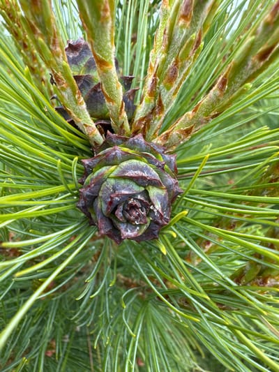 An overhead close-up shot captures a pine cone with a dark purple and green hue, nestled among bright green pine needles. The pine cone is positioned in the center of the frame, its scales overlapping in a spiral pattern. Several fuzzy, light green pine shoots emerge from the base of the cone, extending upwards and out of frame. The background consists of a dense, out-of-focus layer of pine needles, creating a soft green backdrop. The lighting suggests an overcast day, with no harsh shadows. The image appears to have been taken outdoors, in a natural environment, likely in the city of Anosovskii, Russia, based on the provided information. No people or specific actions are depicted.