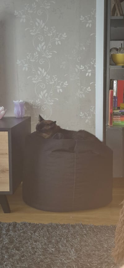 A domestic cat is sleeping on a dark-colored beanbag chair. The beanbag is positioned in front of a wall with light-colored floral wallpaper. To the left of the beanbag, a dark gray cabinet with a light-colored drawer is visible. To the right, a bookshelf contains several books and a yellow bowl. The floor is covered with a dark gray shag rug. The scene appears to be an indoor living space, possibly in Vecstropi, Latvia.