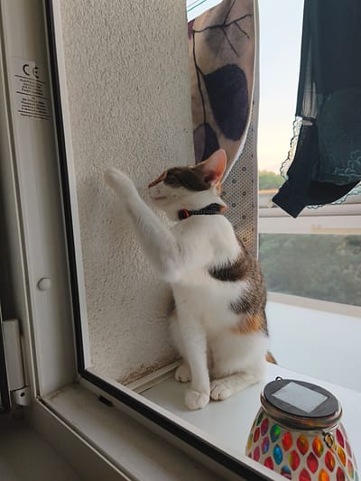 A calico cat sits on a white windowsill, its right paw raised in mid-air. The cat is facing the left, with its head tilted upwards and its eyes closed. A black and red collar is visible around its neck. To the left of the cat, a white window frame is visible, with a sticker bearing the "CE" mark and some text in Czech. A patterned curtain hangs on the right side of the window, and behind it, a dark garment, possibly a bra, is also visible. The windowsill itself is white and appears to be made of plastic. A small, decorative solar lantern with a mosaic pattern of colorful glass pieces is placed on the windowsill to the right of the cat. The background shows a blurry view of trees and the sky, suggesting an outdoor setting. The presence of the CE mark and Czech text on the sticker indicates the location is within the Czech Republic. Based on the information available, this scene is likely located in Most, Czechia, as indicated in the prompt.