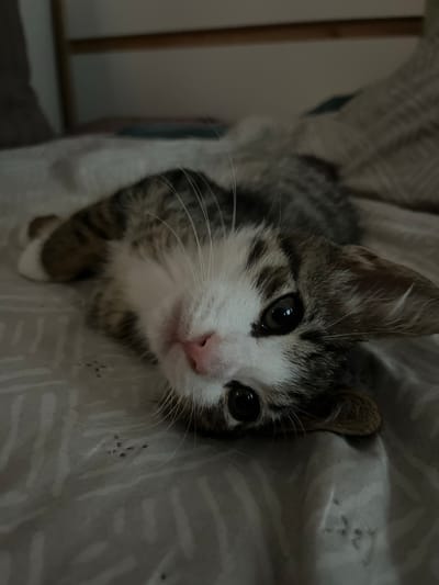 A tabby kitten with white markings on its face is lying on its back on a gray patterned comforter. The kitten is looking up at the camera with large, dark eyes. Its pink nose is visible, and its whiskers are fanned out. The background is blurry, but it appears to be a bedroom with a headboard visible. The image was taken in Ковалёво, Russia.