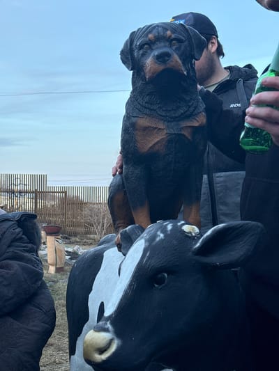 A man is holding a statue of a Rottweiler dog next to a black and white cow statue outdoors. The man wears a black jacket, a black baseball cap, and a tan shirt. He is also holding a green glass bottle. A fence is visible in the background. The location may be Sukhobuzimskoye, Russia.