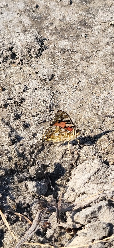 A painted lady butterfly is resting on a dry, sandy surface, possibly the ground or a weathered piece of wood. The butterfly's wings are partially open, displaying intricate patterns of orange, black, and white, with visible eye spots on the lower wings. The texture of the surface is rough and granular, with small pebbles and dried organic material scattered around. The lighting suggests it is daytime, with a shadow cast by the butterfly and other objects on the surface, indicating the sun is present. The scene appears to be outdoors in a natural environment, likely a dry or arid location, given the appearance of the ground and the presence of dried vegetation. The butterfly is the central subject, its colorful wings contrasting with the muted tones of its surroundings. The overall mood is one of stillness and natural beauty. No text is visible in the image. The location context is Hetmanivka, Ukraine.