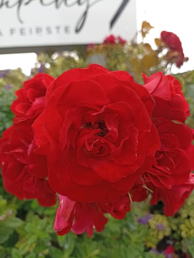 A cluster of vibrant red roses is in sharp focus in the foreground of this outdoor photograph. The roses are tightly packed, with layers of petals creating a rich, textured bloom. In the background, a white sign with black lettering is partially visible and out of focus. The sign appears to have cursive writing at the top and block letters below, with the words "A FEIRSTE" discernible. Behind the sign and roses, blurred greenery and other out-of-focus foliage create a soft, natural backdrop. The scene is set in Annagry, Ireland.