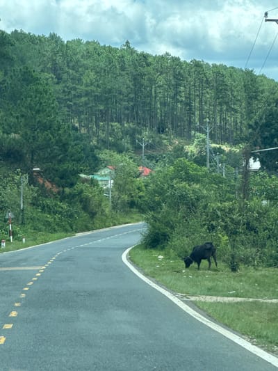The image depicts a winding asphalt road in a rural area, likely in or near Đưng K'Si, Vietnam, given the context. The road has yellow dashed lane markings and a white solid edge line. To the right of the road, a dark-colored cow is grazing on a patch of grass. The landscape is dominated by lush green vegetation, with dense trees forming a backdrop that slopes upwards. In the distance, several houses with red and green roofs are visible amongst the foliage. Power lines and poles are also present, indicating some infrastructure in the area. The sky is overcast with clouds. A roadside marker with red and white stripes is visible on the left side of the road.