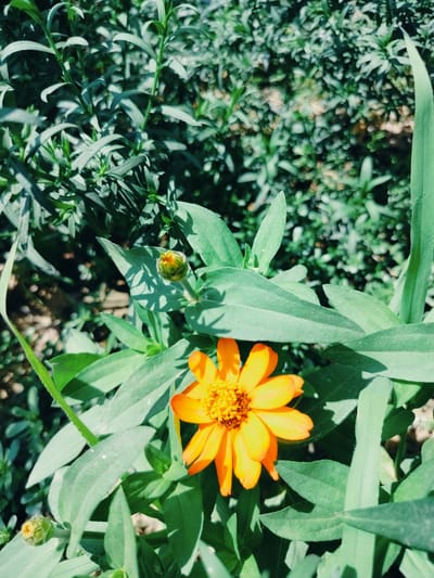 An overhead medium shot captures a vibrant orange zinnia flower in bloom, its petals radiating outwards from a textured yellow center. The flower is surrounded by numerous green leaves and foliage, some sharp and in focus, others soft and blurred in the background, suggesting a natural garden setting. To the left of the main bloom, a smaller, unopened zinnia bud is visible, also surrounded by green leaves. The lighting appears to be natural sunlight, casting subtle shadows on the leaves. The scene is set outdoors, with a general impression of a sunny day in a vegetated area. The provided location, Қарабұлақ, Kazakhstan, places this image in a specific geographic context, though the visual elements themselves do not contain explicit markers of this location.