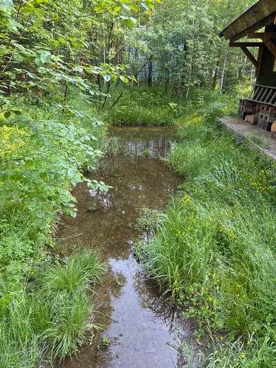 A shallow, murky pond or stream is surrounded by dense, green vegetation. Tall grasses, some with small yellow flowers, grow along the banks. In the foreground, branches with lush green leaves extend into the frame from the left. To the right, a wooden structure, possibly a small shelter or building, with a sloping roof and visible wooden supports, is situated at the edge of the water. The ground around the structure appears to be a path or walkway. The environment suggests a natural, possibly rural setting, consistent with the village of Bol'shaya Rechka, Russia. No people or animals are visible in the image.