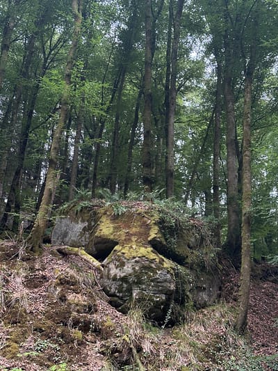 A natural scene in the Mullerthal region of Luxembourg, near Consdorf, depicts a dense forest with tall, slender trees covered in moss. Sunlight filters through the canopy, illuminating patches of the forest floor, which is covered in fallen leaves and moss-covered rocks. The rocks vary in size, with a large boulder in the foreground, its surface textured with green moss and small plants. The overall impression is one of a tranquil, untouched natural environment.