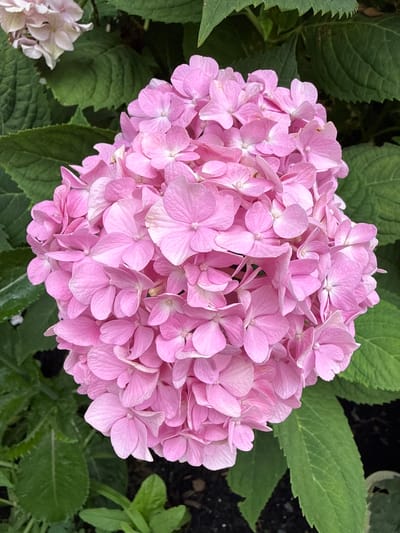 This is a close-up, top-down photograph of a cluster of pink hydrangea flowers, with lush green leaves in the background. The flowers are a vibrant pink, with a slightly lighter shade towards the center of each bloom. The leaves are a deep green, with visible veins and a slightly serrated edge. The overall impression is one of natural beauty and lushness. There are no people or specific landmarks visible in the image. The location provided is Fairview Township, United States of America, but there is no specific information within the image to confirm or deny this location.