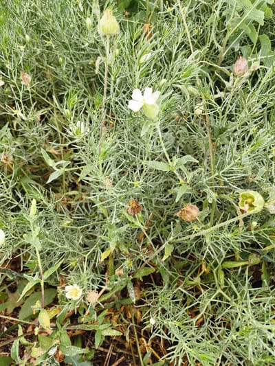 A close-up, overhead shot captures a dense patch of silvery-green, feathery foliage. Small, delicate white flowers with yellow centers are scattered throughout the greenery. Several dried, brown seed pods are also visible, some partially open. The background is a blur of more foliage and dark soil. The scene appears to be an outdoor garden setting in a natural environment, with no specific urban landmarks in Гвардейский, Kazakhstan, discernible from the image.