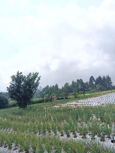 The scene depicts an agricultural landscape in Mong Pun Teing, Myanmar, under an overcast sky with white and grey clouds. In the foreground, a cultivated field extends, dominated by rows of green, erect plants resembling scallions or young onions, growing through precisely cut holes in white plastic sheeting laid across the soil. A large, deciduous tree with dense green foliage occupies the mid-left. To the right, another section of the field covered in white plastic mulch ascends a gentle slope. The background features a diverse treeline composed of banana trees, scattered smaller trees, and a cluster of taller, slender conifers. A small, rustic dwelling or storage structure with a brown roof and light-colored walls is partially visible amidst the background foliage on the left. No individuals are present.