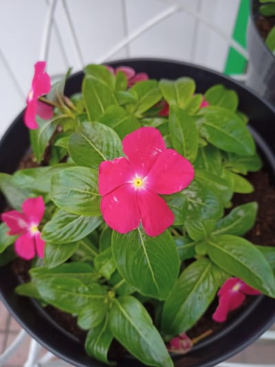 A close-up, overhead view captures a potted plant with vibrant pink periwinkle flowers and glossy green leaves. The plant is housed in a black plastic pot filled with dark soil. In the background, a white, lattice-like structure and a blur of green are visible, suggesting an outdoor or semi-outdoor setting. The scene is well-lit, with soft shadows and natural light enhancing the colors of the plant. There are no people or animals present. The image appears to be taken in a domestic or garden environment, possibly in a location within the Салонскі сельскі Савет, Belarus.