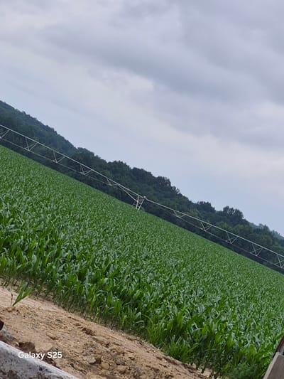 An oblique, medium-shot photograph captures a vast agricultural field of young cornstalks under a heavily overcast sky. The field occupies the majority of the frame, stretching from the foreground to the distant tree line. A linear irrigation system, constructed from metal beams, traverses diagonally across the upper portion of the cornfield, contrasting with the organic lines of the crops. In the background, a dense forest covers a hillside, its dark green foliage forming a textured backdrop against the pale, cloudy sky. The foreground is dominated by a strip of coarse, sandy soil with a rough texture, and a portion of a concrete structure is visible at the bottom left. The image is a landscape photograph taken in or around Pątnów, Poland, and includes the text "Galaxy S25" in the lower-left corner.