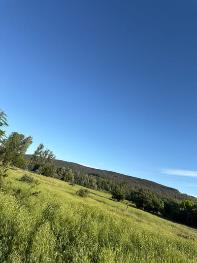 The image shows a landscape in Lesichovo, Bulgaria. A field of green crops dominates the foreground and right side of the frame. A forested hillside runs diagonally across the image, separating the field from the clear blue sky that occupies the left half of the scene. The vegetation suggests a rural or agricultural setting. A few trees are located between the hill and the field. A faint white contrail is visible in the sky.