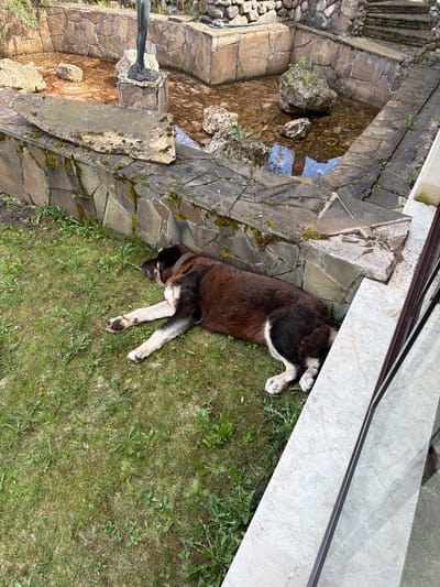 A brown and black dog is lying on the grass next to a stone structure in Shchelkovo, Russia. The dog is positioned between a stone fountain and the side of a building with a visible window. The dog's legs are primarily white, contrasting with its darker body. The grass is green with patches of weeds. The fountain appears to be made of layered stone, and the water is reflecting the sky. The stone near the building has moss growing on it. The building's exterior has a light-colored, possibly marble, finish.