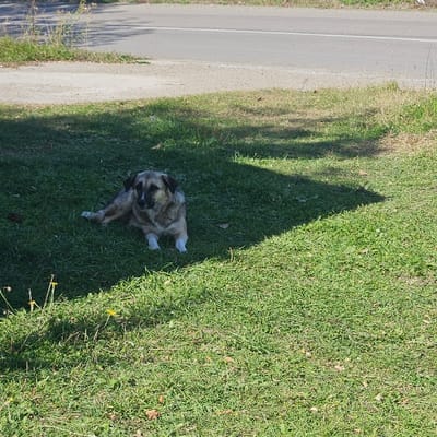 A medium-sized dog, appearing to be a mixed breed with tan, grey, and dark brown fur, is lying on a patch of green grass in Buriani, Georgia. The dog's front paws are extended forward, and it is facing slightly to the right with its head turned towards the viewer. White markings are visible on its front paws. The ground is covered in green grass with some scattered fallen leaves and sparse yellow wildflowers. A distinct, dark triangular shadow from an unseen object partially covers the dog and the right side of the frame. In the background, a paved road with a white edge line runs horizontally, bordered by lighter-colored earth and sparse vegetation beyond it. The scene is brightly illuminated by sunlight.