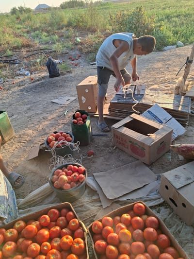 In the village of Utmayli, Uzbekistan, a young boy, likely a teenager, is seen amidst a field of drying crops and scattered produce. He is dressed in a light blue sleeveless shirt and grey shorts, with his gaze focused downwards as he handles some white string. The scene is set on a dirt ground, with various containers and discarded materials scattered around.
Several buckets, filled with ripe red tomatoes, are prominently displayed. One green bucket holds a substantial amount of tomatoes, as does a smaller grey bucket. Another grey bucket, in the foreground, also contains a considerable quantity of tomatoes. Two cardboard boxes, one labeled "Fresh Apple," lie open on the ground, alongside stacks of other flattened cardboard boxes, suggesting preparations for packing or transportation.
The environment appears to be an agricultural setting, with dry vegetation and a field visible in the background. The lighting suggests it is late afternoon or early evening, with the sun casting long shadows. The overall impression is one of agricultural labor, possibly harvesting or preparing produce for sale, with a focus on tomatoes.