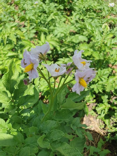 In Novoivanivka, Ukraine, a close-up shot focuses on several pale purple and white potato flowers with bright yellow centers, blooming amidst lush green potato plants under bright sunlight. The flowers are delicate, with five petals each, and are clustered on thin green stems. The background is a blur of more green foliage and dry earth, suggesting an outdoor garden or field setting. No people are visible in the image.