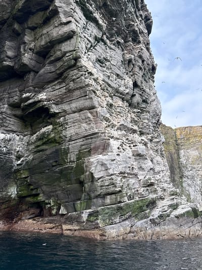 A large, sheer cliff face composed of layered, grey rock dominates the scene. The rock is textured and weathered, with visible strata and some patches of green algae. Small white birds, likely guillemots or gannets, are perched on ledges and nesting in crevices across the cliff. Some birds are also seen in flight against a pale blue sky. In the foreground, dark, choppy water laps at the base of the cliff. To the right, another, less imposing cliff face with a more yellowish hue is visible in the background, also sparsely populated by birds. The overall impression is a wild, coastal environment. This scene is typical of the dramatic sea cliffs found in Shetland, United Kingdom, known for their seabird colonies.