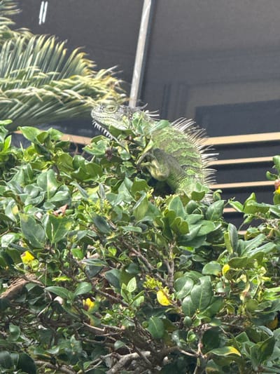 A green iguana is perched in a dense, green bush in Boca Raton, Florida, United States. The iguana, which is mostly green with darker green markings, has a spiky crest running down its back and a row of sharp teeth visible in its open mouth. Its body is partially obscured by the leaves of the bush. In the background, there is a dark gray surface with horizontal lines, possibly a building or fence, and a blurred palm frond. The lighting suggests it is daytime.