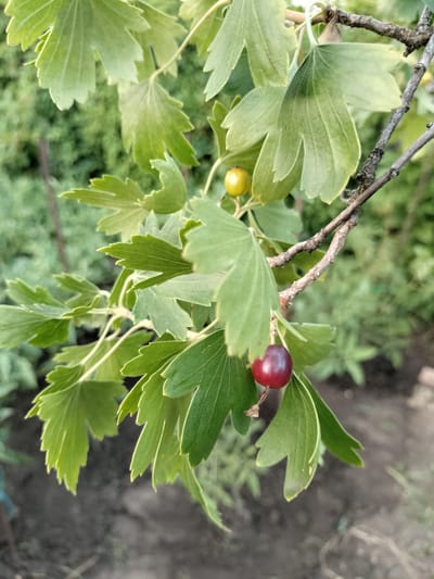 A branch of a gooseberry bush hangs with green leaves and two berries, one yellow and one dark red, against a blurred background of greenery and soil. The image was taken outdoors in Kudashivka, Ukraine, on a clear day.