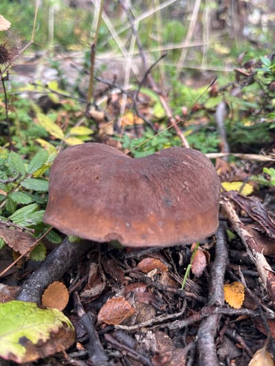 The image shows a brown mushroom with a slightly irregular shape, situated on the forest floor in Lapataia, Argentina. The mushroom is surrounded by fallen leaves, twigs, and green foliage. The foreground is in focus, while the background is slightly blurred, suggesting a shallow depth of field. The overall impression is one of a natural woodland setting.