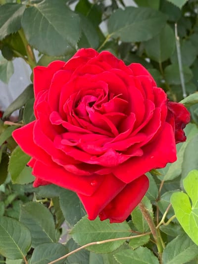 This is a close-up, eye-level, outdoor photograph of a vibrant red rose in full bloom. The rose is the central subject, filling the majority of the frame. Its petals are layered and unfurled, with a deep, rich red color. Several water droplets are visible on the petals, suggesting recent rain or watering. The rose is surrounded by lush green foliage, including rose leaves and other plants. The background is softly blurred, indicating a shallow depth of field, which further emphasizes the rose. The lighting appears to be natural daylight, casting a soft glow on the flower. The image is sharp and clear, capturing the intricate details of the rose's texture and form. There are no people or animals present in the image. The scene depicts a natural, garden setting. The location in the city of Probuzhdenie, Russia is not visually discernible from the image itself.