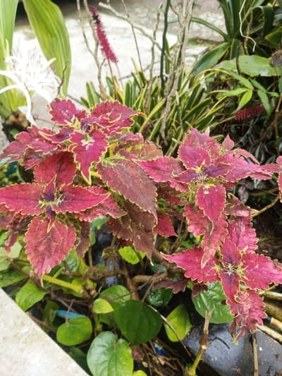 This image depicts a detailed close-up of a vibrant botanical arrangement, likely situated within a garden or planter in the city of Pandaria, India. The foreground and central focus is a cluster of Coleus plants (Plectranthus scutellarioides), characterized by their deeply serrated leaves exhibiting a dominant coloration of dark reddish-purple with prominent lime-green to yellow-green margins and veining. Each leaf displays a complex, irregular pattern of these colors. Below and to the left of the Coleus, smaller, solid green, heart-shaped leaves are visible, indicating groundcover foliage. In the mid-ground and background, additional plant species are discernible. These include tall, thin, gnarled branches, strappy green leaves, some variegated with yellow stripes, and a slender, bright red, spiky inflorescence. Partially visible in the upper left background is a large white flower with delicate, spider-like petals. A light-colored, possibly concrete or stone, border or planter edge is present along the lower left quadrant of the frame. The growing medium appears dark and moist, and the scene is illuminated by diffuse daylight, casting no distinct shadows. No people, animals, or human artifacts beyond the implied garden infrastructure are present, and no actions or interactions are depicted.