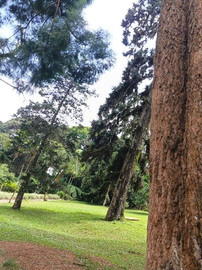 A park scene features tall trees with dense, green foliage creating a canopy above a grassy field. A large, reddish-brown tree trunk dominates the right foreground. Other trees with slender trunks and branches extend over the open field, casting shadows on the grass. Lush vegetation fills the background, suggesting a peaceful and verdant environment. The sky is partially visible through the trees, hinting at a bright day.