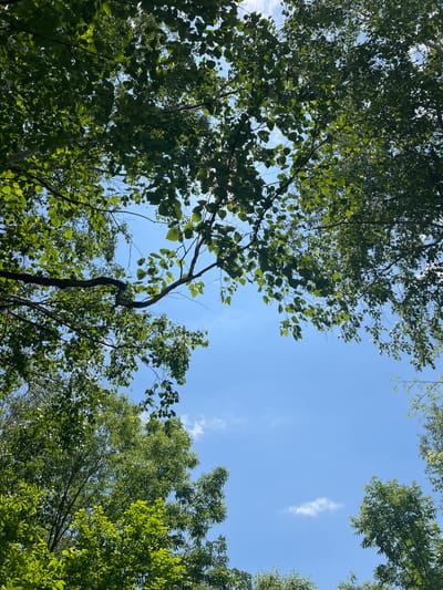 A low-angle, full-shot photograph captures a clear, bright blue sky visible through the dense green foliage of trees. The leaves are lush and vibrant, some catching the sunlight, while others create shadows. Tree branches, some thick and others slender, crisscross the frame, partially obscuring the sky. A few wispy white clouds are scattered across the expanse of blue. The scene is characteristic of a natural setting within the city of Khor, Russia, likely a park or forested area, on a clear day. No people are visible in the image.