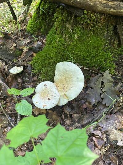 The image depicts a close-up view of several white mushrooms growing on a mossy forest floor. Two prominent mushrooms are clustered together in the center of the frame, their caps displaying a creamy white color with some brown spotting. To the left, a smaller mushroom is visible, also white. The ground around the mushrooms is covered with fallen leaves, twigs, and a dense layer of vibrant green moss clinging to what appears to be a tree trunk or large root system. Several green leaves, likely from a small plant, are in the foreground, some out of focus. In the background, tall grasses and parts of a wooden log are visible. The scene suggests a natural woodland environment. The location is specified as Verkhnee Kazach'e, Russia.