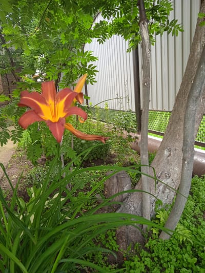 The image captures an outdoor scene in Тайсуганово, Russia, featuring a vibrant orange and yellow lily flower in the foreground. The lily is surrounded by lush green foliage, including tall, slender leaves and smaller, ground-covering plants. Behind the flower, a light-colored corrugated metal fence runs horizontally across the background, partially obscured by trees. Two tree trunks, one thicker and gray with visible bark texture and another thinner and smoother, stand to the right of the lily. The ground appears to be a mix of soil and small green plants. Sunlight filters through the leaves of an overhead tree, creating dappled light. The overall impression is one of a naturalistic garden setting.