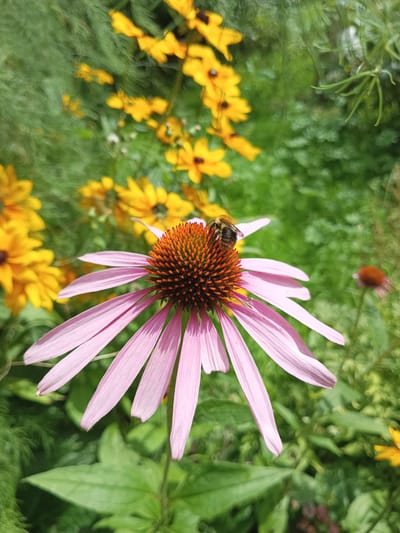 A close-up, eye-level shot captures a bee pollinating a pink coneflower in a garden setting. The coneflower is in focus, with its spiky, orange-brown center and delicate, elongated pink petals. The bee, with its fuzzy, striped body, is positioned on the flower's central disk, appearing to collect nectar. In the blurred background, several yellow flowers, possibly Black-eyed Susans, are visible along with lush green foliage. The lighting suggests a bright, sunny day. This image was taken in Shumerlya, Russia.