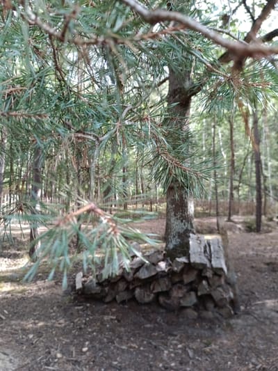 The image shows a close-up of pine tree branches in the foreground, with a dense forest in the background. The tree trunk in the middle ground is partially obscured by a low wall constructed from stacked logs and what appears to be salvaged wooden planks. The ground is covered with pine needles, twigs, and loose soil. The overall scene depicts a natural outdoor environment within a forest. Without additional information, the precise location within the city of Évreux, France, cannot be determined from this image alone.