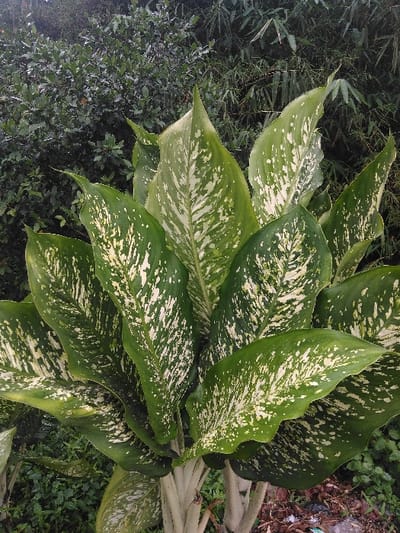 The scene is located in Cijedil, Indonesia. A large, variegated plant, consistent with a Dieffenbachia species, stands prominently in the foreground. It features numerous broad, ovate leaves with pointed tips, displaying a primary dark green coloration heavily patterned with irregular white and pale yellow mottling. Several thick, pale green stalks are visible at the plant's base, emerging from the ground. The background consists of dense, dark green foliage, with a bush of smaller leaves on the left and taller, slender bamboo-like stalks on the right. The immediate ground is dark soil, interspersed with brown leaf litter and a small piece of white plastic debris in the lower right corner. No individuals, actions, or interactions are depicted. The environment is outdoors, under natural, ambient lighting.