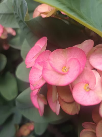 This image captures a close-up, high-angle view of multiple pink *Euphorbia milii* (Crown of Thorns) flowers, located in Ouderkerk aan de Amstel, Netherlands. The foreground and mid-ground are occupied by clusters of small, heart-shaped to roundish pink floral bracts. Some bracts exhibit a vibrant pink coloration, transitioning to a lighter pink or off-white hue towards their base. Several prominent bracts feature distinct, small, yellow reproductive structures centrally located within them. The background consists of dark green, ovate leaves, partially visible and in varying degrees of soft focus, indicating a natural plant environment. No human subjects, actions, or specific interactions are discernable within the frame. The scene is illuminated by diffused light.