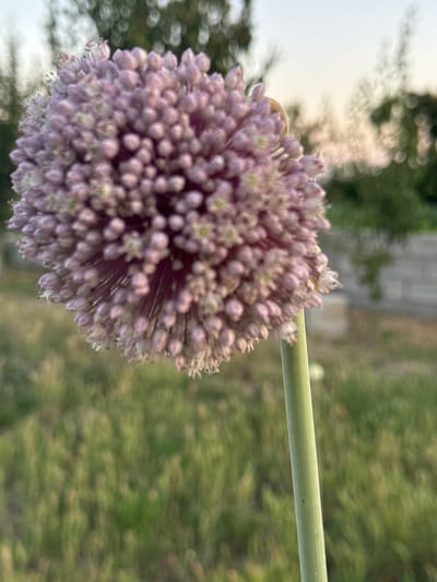 A close-up, slightly blurred photograph shows a cluster of small, purple buds on a green stem. The buds are densely packed, forming a spherical shape. The background is out of focus, revealing a blurred green field with some trees and a hint of a sky. To the right of the flower, a tan-colored object, possibly a snail or a small bulb, is visible. The setting appears to be outdoors in a natural environment, with hints of man-made structures in the far background. The image does not provide information about the city of Butor, Moldova, or any specific actions or interactions.