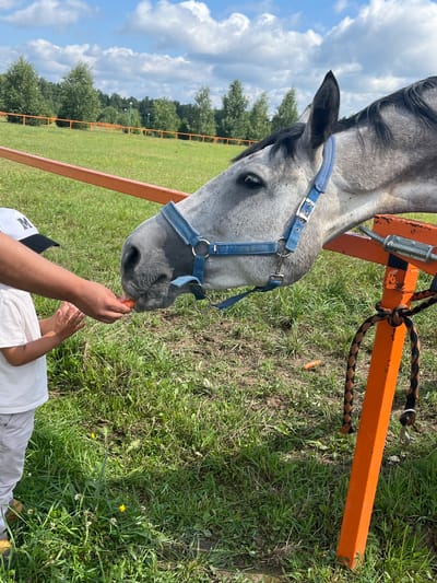 In the city of Akhlebaikha (Kovriginskii S/S), Russia, a grey horse with a blue halter is being fed a carrot by a person. The person is wearing a white t-shirt and a black and white baseball cap. The horse is standing near an orange metal fence. The ground is covered in green grass. The sky is blue with white clouds. In the background, there are trees and a fence.