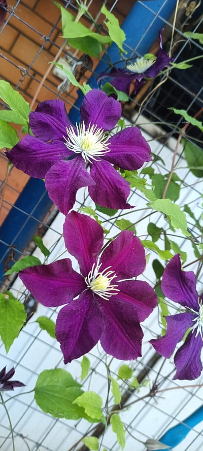 In Otradnaya, Russia, a close-up, high-angle shot captures a vibrant purple clematis plant climbing a wire fence. Two large, fully bloomed clematis flowers with prominent white and yellow stamens dominate the foreground, their petals a deep, rich purple with subtle veining. The plant's lush green leaves are interspersed among the blooms, some unfurling while others appear more mature. The background reveals elements of the urban environment: a brick wall, a bright blue pipe, and the textured pattern of the wire fence itself, with a hint of a white surface behind it. The scene is illuminated by natural light, casting soft shadows and highlighting the delicate textures of the flowers and leaves.