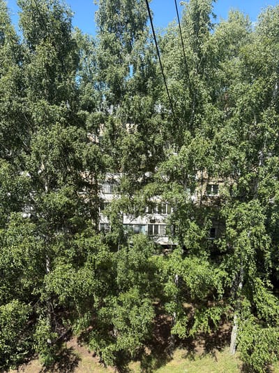 This media file captures an outdoor scene dominated by lush green foliage, suggesting a natural setting or heavily tree-lined urban area. The image is oriented vertically.
The primary subjects are the trees, which are dense and leafy, partially obscuring a building behind them. The building appears to be a multi-story structure with visible windows, suggesting it's likely an apartment building or similar residential or office complex. The style of the windows and the building's facade suggest it could be from the Soviet era or early post-Soviet period. There are also power lines visible, stretching horizontally across the frame.
The activity or event is not explicitly depicted; it's a still image of a static scene. However, the bright sunlight and clear sky visible through the trees imply daytime. The presence of shadows cast by the trees on the grass suggests a sunny day. The foliage appears healthy and full, indicating a warm season, likely summer or late spring.
Notable details include the dappled sunlight filtering through the leaves, creating a textured play of light and shadow. The trees themselves are varied, with some appearing to be birch trees due to their white bark. The ground visible to the right of the building is covered in grass and appears to be a lawn or park area. There is no visible text in the image.
The context provided places the location in Ruzaevka, Russia. This information, combined with the visual cues of the building style, aligns with a typical Eastern European urban or suburban landscape during a pleasant weather day. No specific emotions are conveyed by the image; it is a straightforward depiction of a scene.