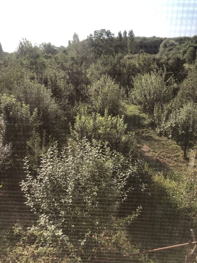 The image shows a dense, overgrown orchard or garden area, likely on a slope. The vegetation consists primarily of numerous trees and shrubs with lush green foliage, creating a thick canopy. Sunlight filters through the leaves, casting dappled shadows. A narrow, unpaved path winds through the greenery, suggesting a natural or informal layout. The ground is covered with grass and undergrowth. In the foreground, there is a visible horizontal striped pattern across the image, possibly from a screen or fence. The background shows a further expanse of trees and vegetation extending towards a slightly hazy horizon. The overall impression is of a natural, somewhat wild, and untamed outdoor space. This scene could be a part of a rural area or an uncultivated section within a larger park or private land, and without further context, its precise location within Yasab, Azerbaijan cannot be definitively determined. There are no people or animals visible in the image.